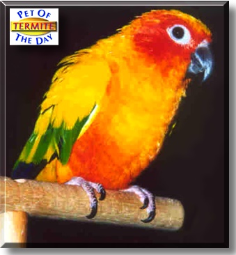 Termite, the Pet of the Day