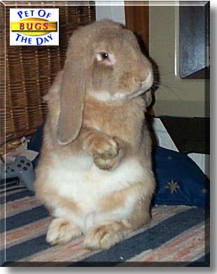Bugs, the Pet of the Day