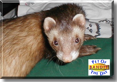 Bandit, the Pet of the Day