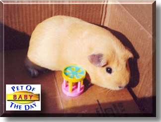 Baby, the Pet of the Day