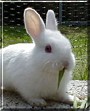 Pinkerton the Californian Rabbit