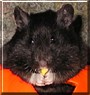 Haily Jean the Black Bear Hamster