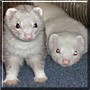 Buddy, Little Bear the Silver Mitt, White Ferret