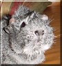Petric the Abyssinian Guinea Pig