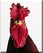 Red Rover the Key West Gypsy Rooster