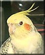 Joey the Cockatiel