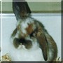 Angel the Dwarf Lop