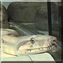 Zaida the Hog Island Boa