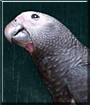 Mosby the Timneh African Grey