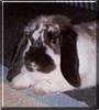 Billy the Dwarf Lop Rabbit