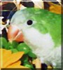 Rebel the Quaker Parrot