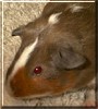 Reili the Calico Guinea Pig