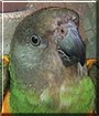 Mazi the Senegal Parrot