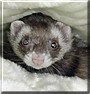 Maxine the Ferret
