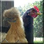 Wiggie, Simon the Chicken