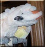 CuJo the Moluccan Cockatoo