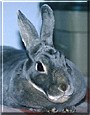 Newton the Opal Mini Rex