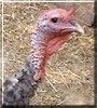 Jefferson the Turkey