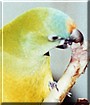 Mehoe the Halfmoon or Petz Conure