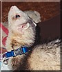 Bentley the Ferret