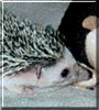 Spike the African Hedgehog