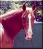 Flair the Arabian