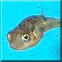 Bella the Dwarf Pufferfish