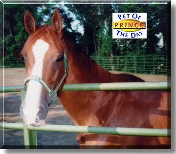 Prince (Sir Savage), the Pet of the Day