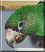 Dixie the Jardines Parrot