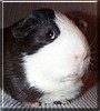 Ace the Guinea Pig