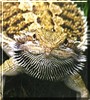 Teo the Bearded Dragon