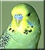 Paul the English Budgie