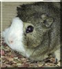 Steve the Guinea Pig