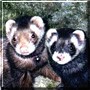 Missy, Stinky the Sable, Silver Ferrets