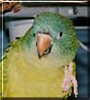 Paco the Blue Crowned Conure