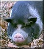 Charo the Potbelly Pig