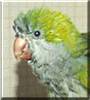 Bud the Quaker Parakeet