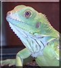 Spike the Green Iguana
