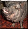Porkchops the Pot Bellied Pig
