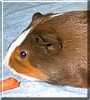 Bunker the Guinea Pig
