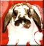 Willoughby the Holland Lop Rabbit