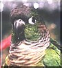 Rosie the Green Cheek Conure