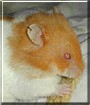 Mellisa the Shorthair Syrian Hamster