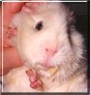 Bobo the Rex Guinea Pig