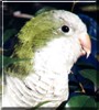 Sweetie the Quaker Parrot