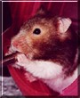 Chloe the Hamster
