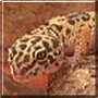 Moki the Leopard Gecko