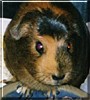 Tootie the English Short Hair