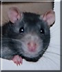 Dexter the Fancy Rat