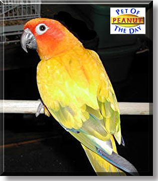 Peanut, the Pet of the Day